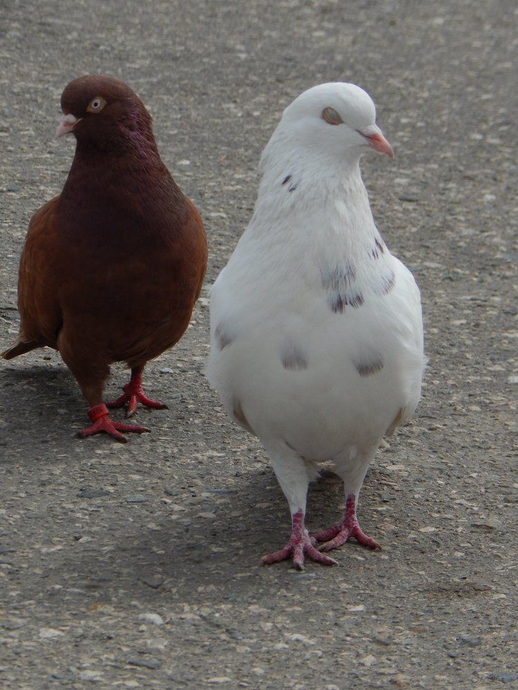 Мы с Тамарой ходим парой