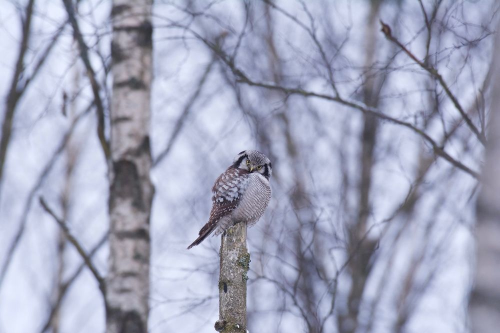 Раннее утро на кормушке.