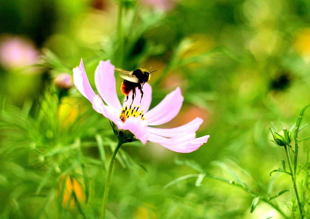 шмель на цветке