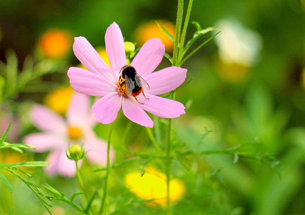 Лето это маленькая жизнь