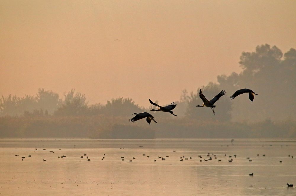 Долина озера Хула – птичий рай на Земле (The valley of Lake Hula is a bird paradise on Earth)
