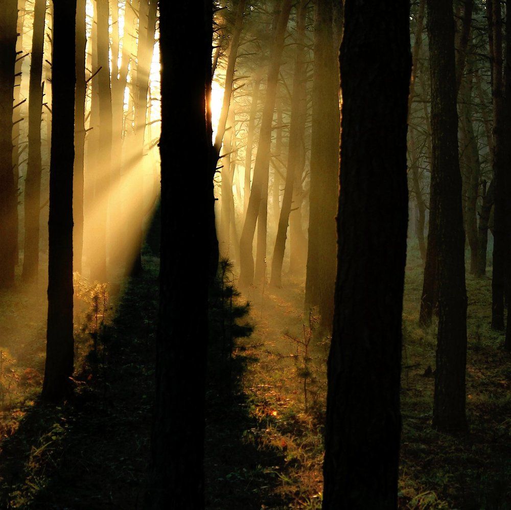 В утренних лучах