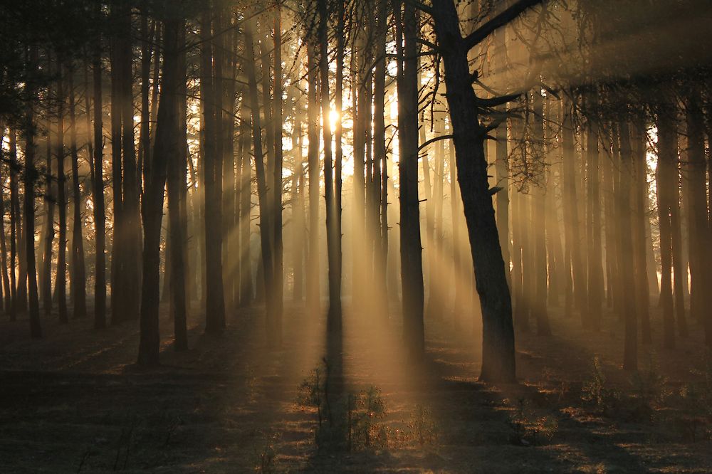 Просветление