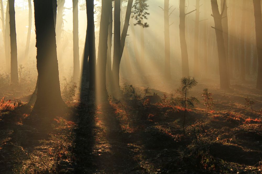 Лучиком надежды