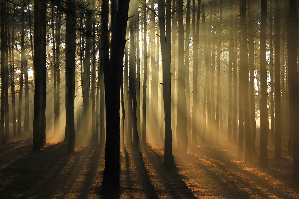 Лучиком надежды 5.5