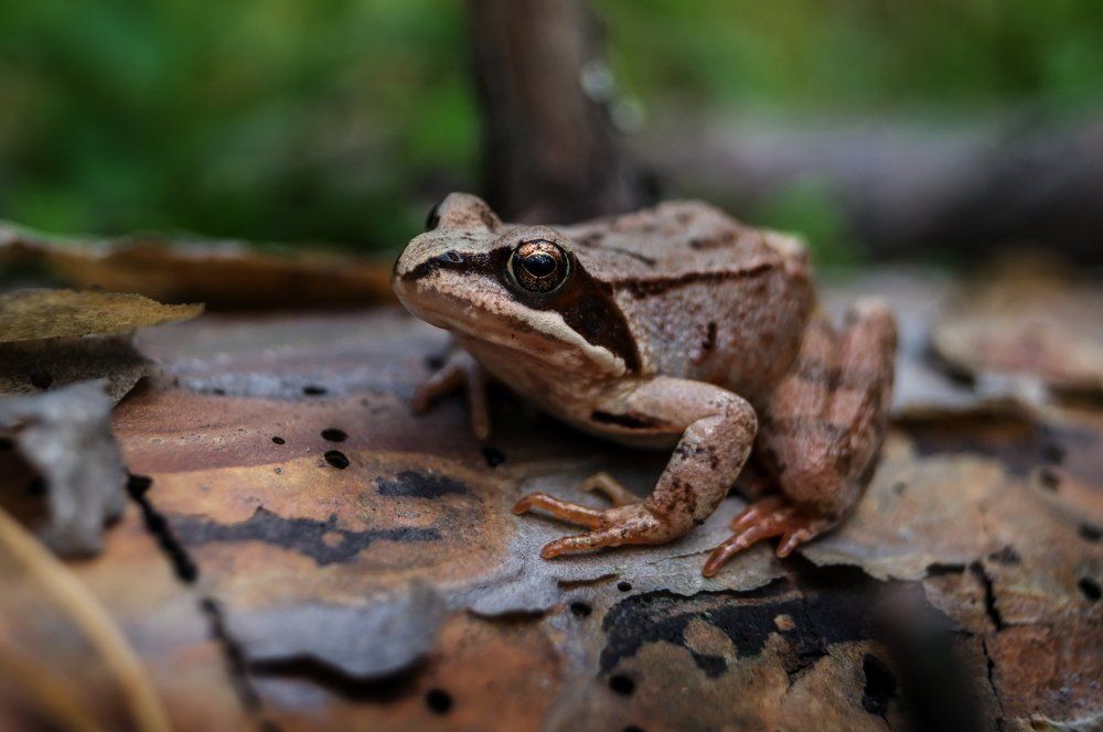 Одно мгновение перед прыжком