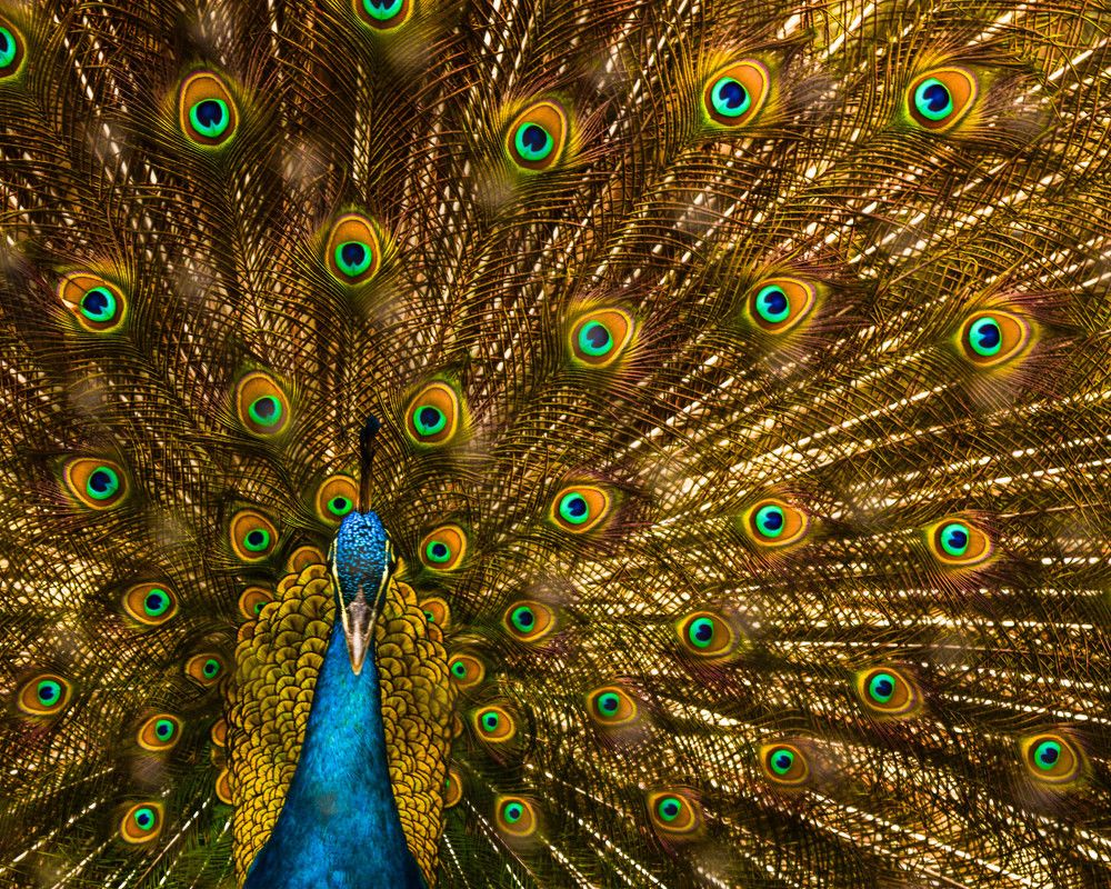 Peacock's Eyes