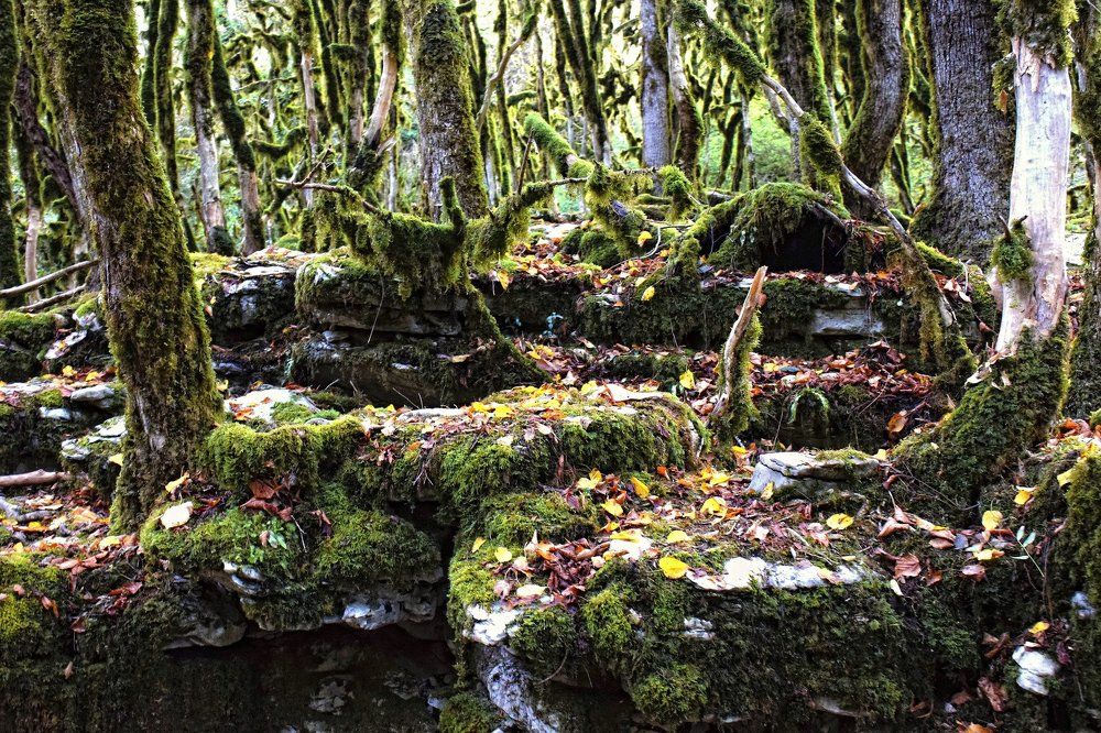 Там на неведомых дорожках...