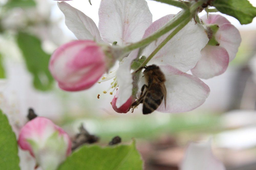 Цветочный мир