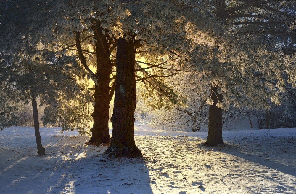 Зимнее утро