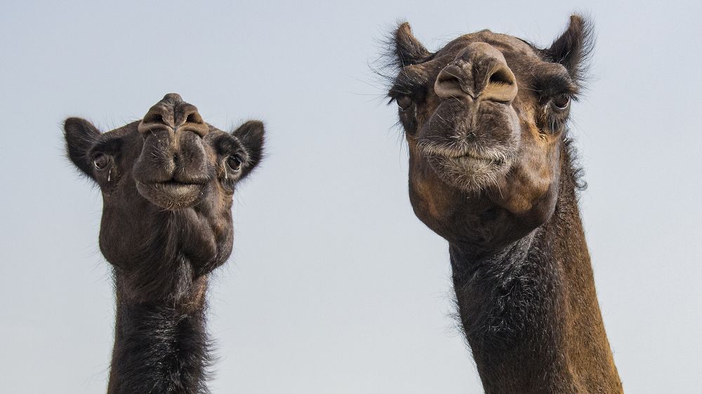 THE ARABIAN CAMEL