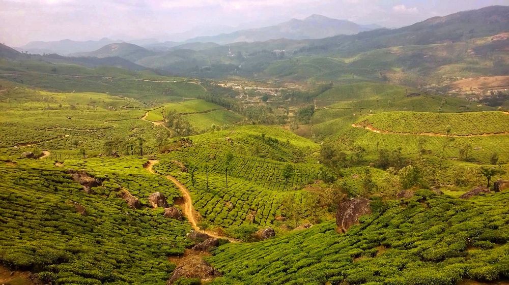 Tea Plantation, Munnar ( Nokia Lumia 620)