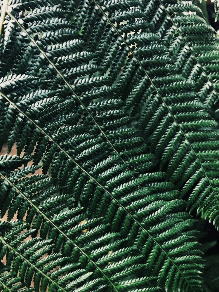 Папоротник