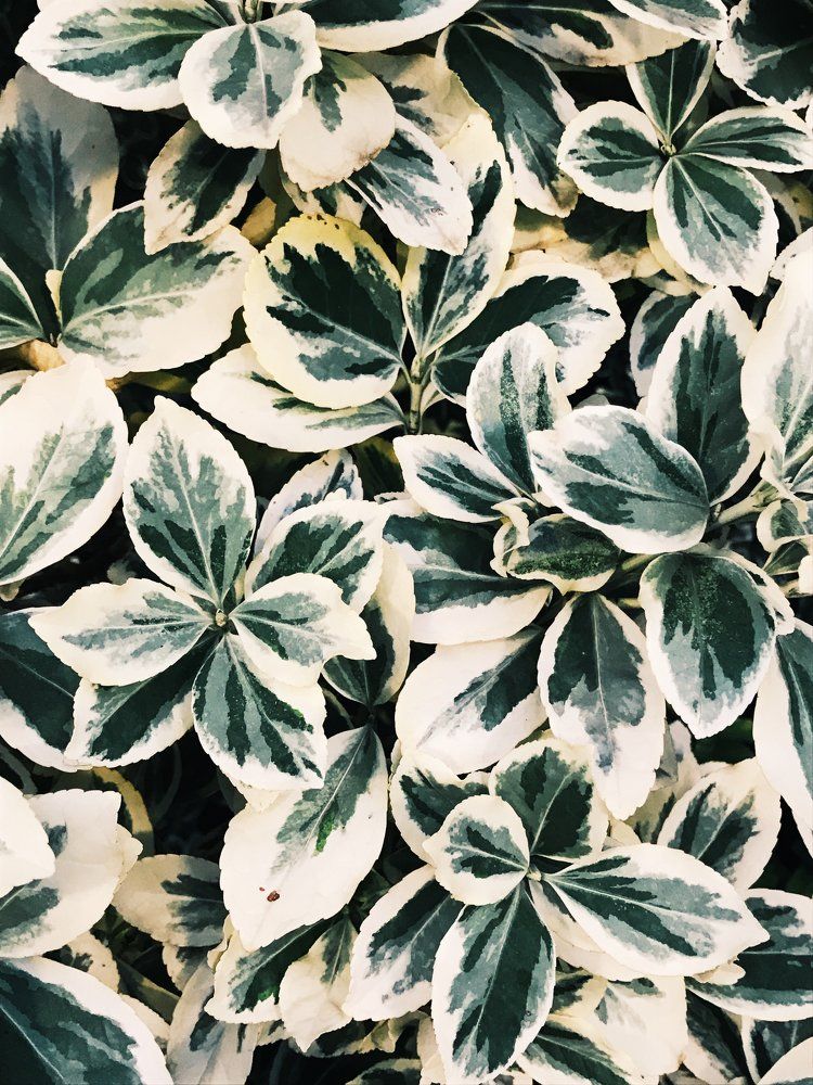 Живая акварель