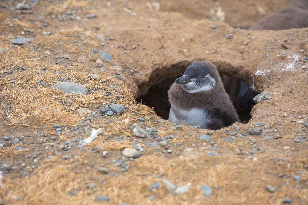 Солдат спит, служба идет