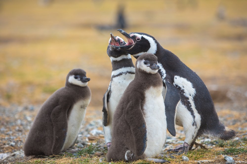 Такие уж родители