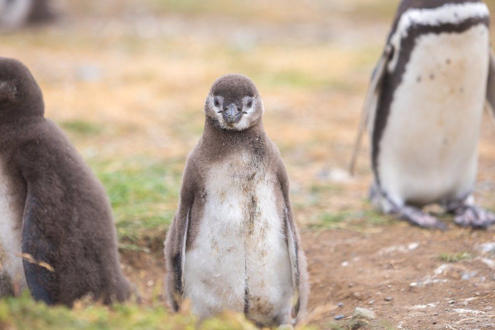 Пингвинья жизнь