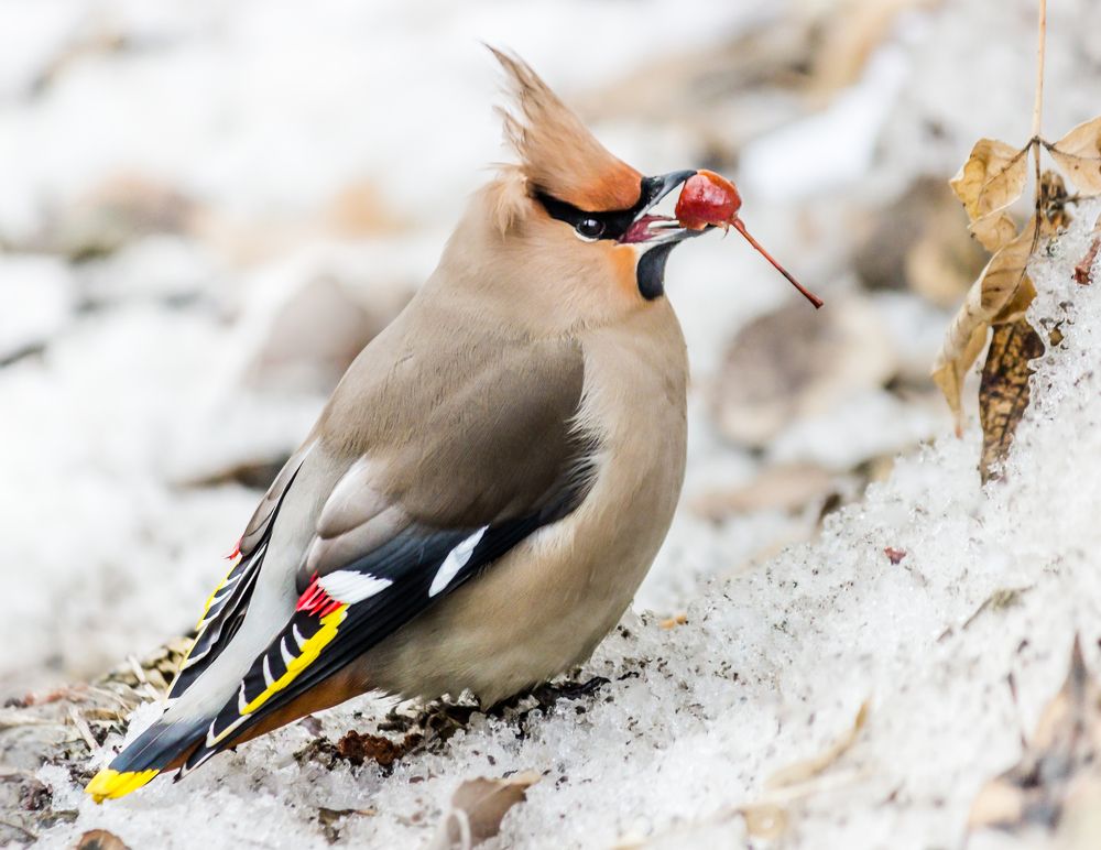 Свиристель  Bohemian waxwing