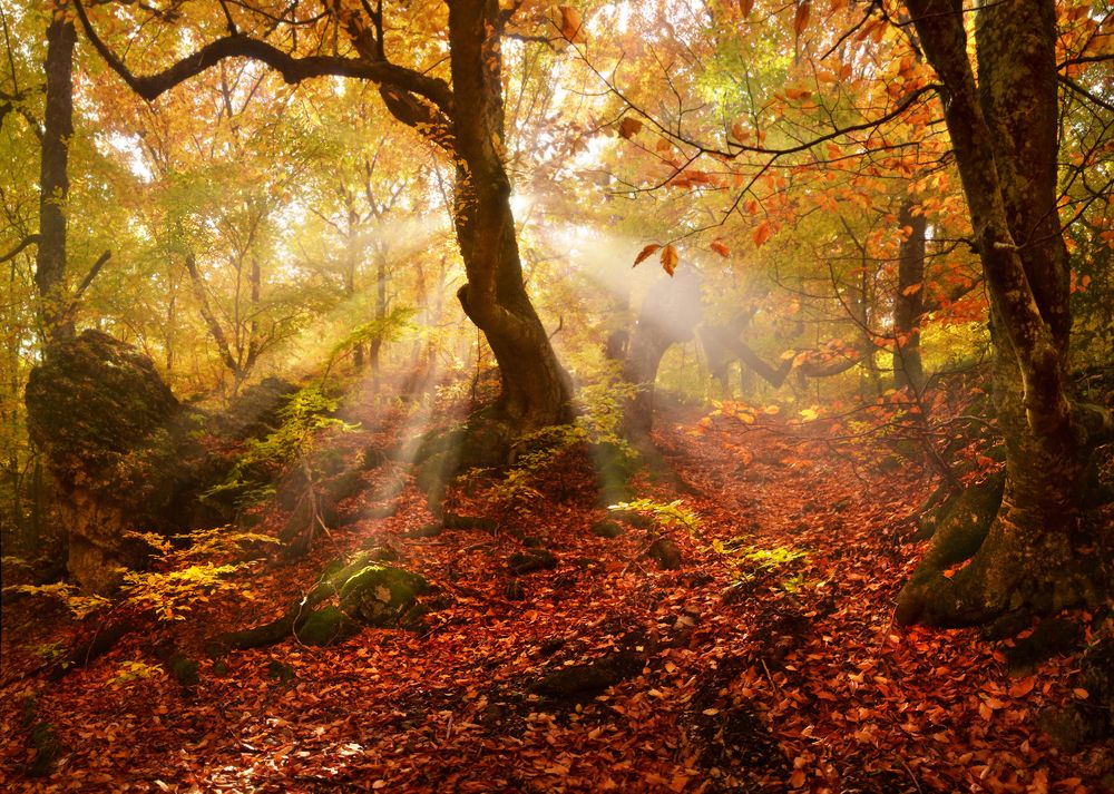 Утро в лесу