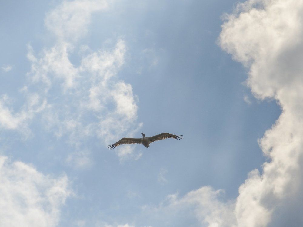 пеликан летит.