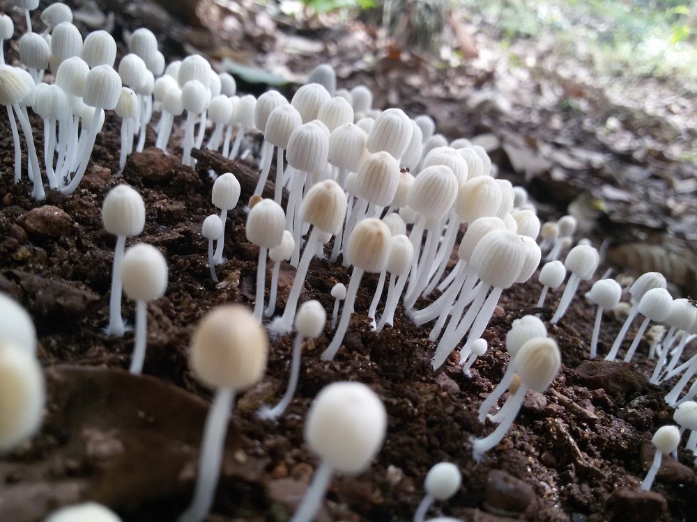 Mushrooms
