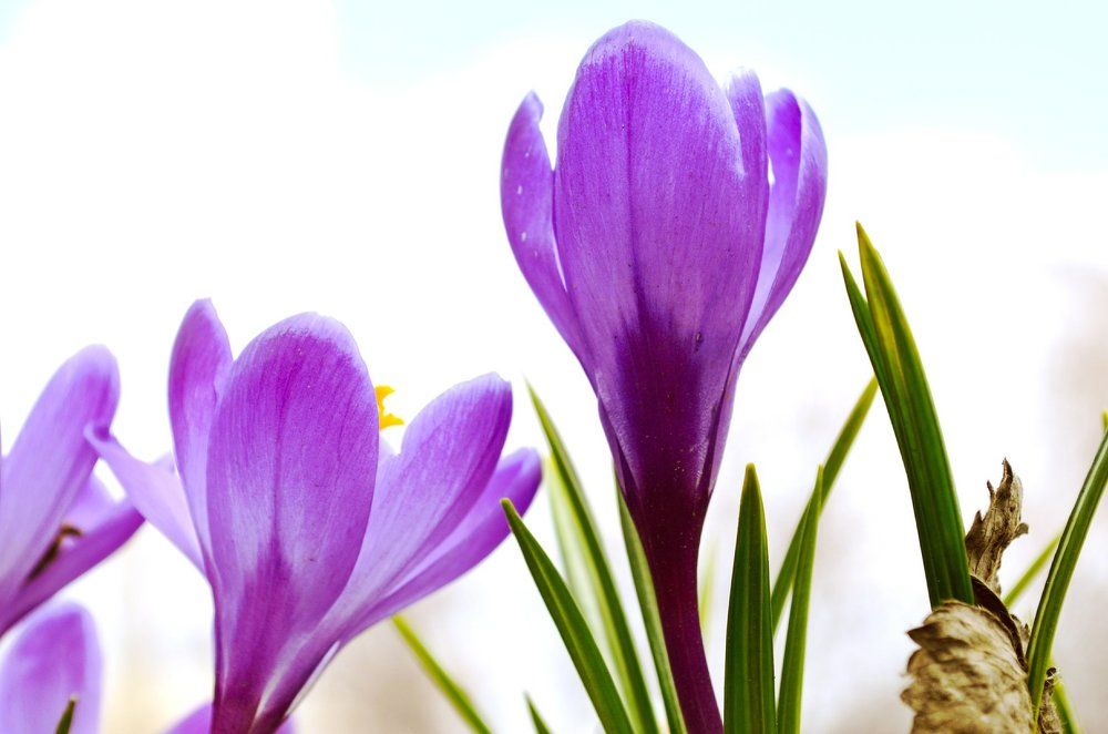 Крокусы