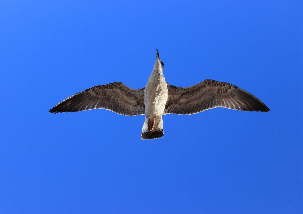 Чайка-самолет