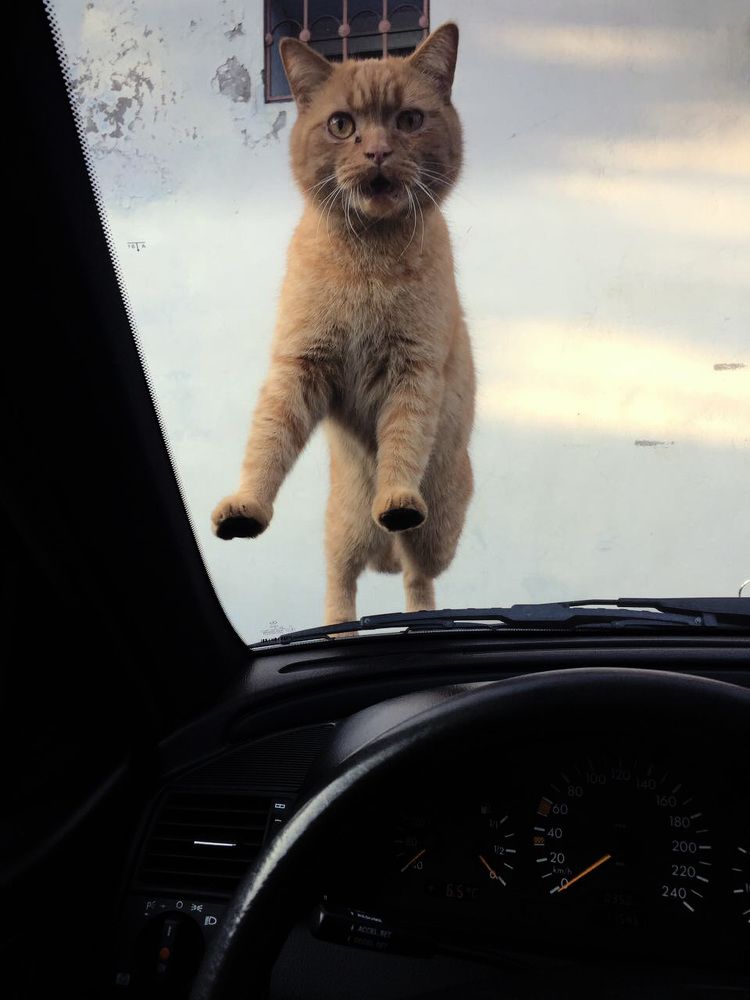 Хозяин,это ты?