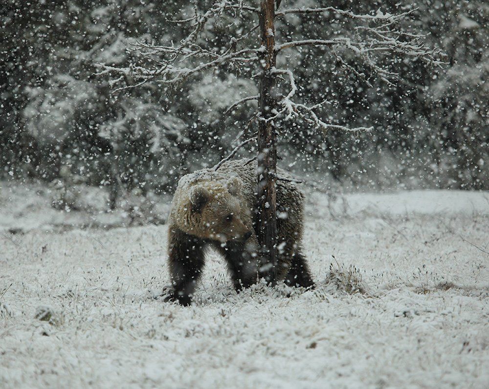 Не рановато ли я проснулся?
