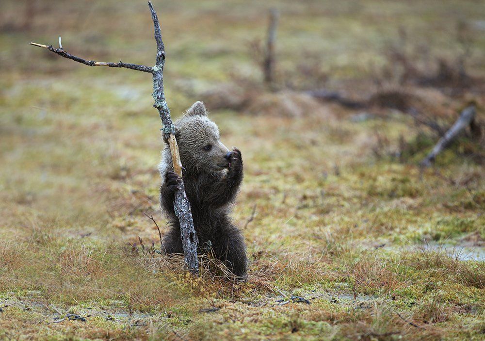 Опять занозу посадил.