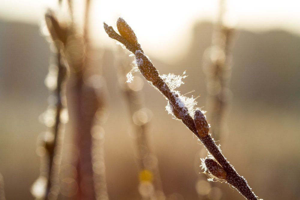 Замерзшие почки вербы