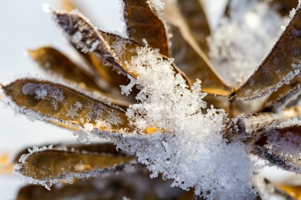 Замерзший цветок