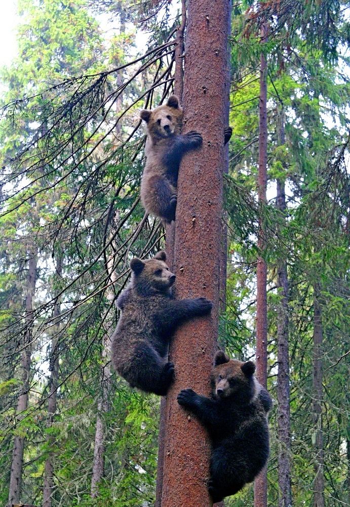 Утро в Карельском лесу.