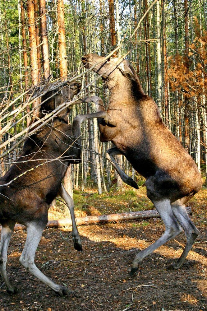 Битва титанов