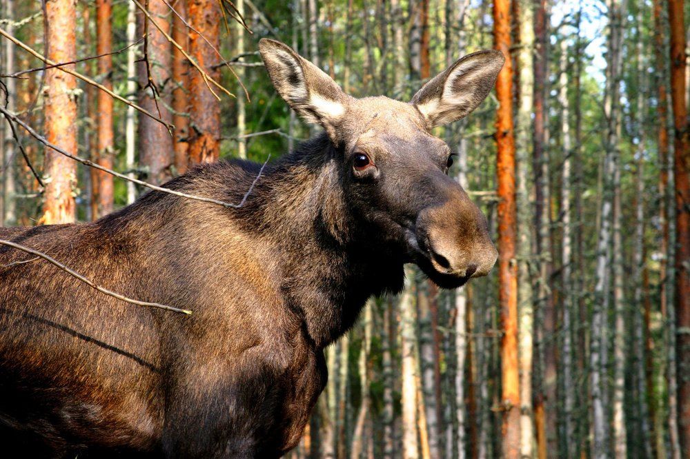 Карелия.Красавец.