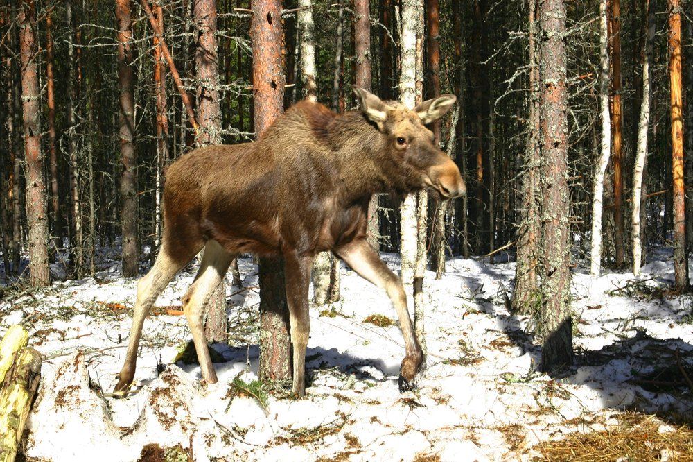 Карелия.Сохатый.