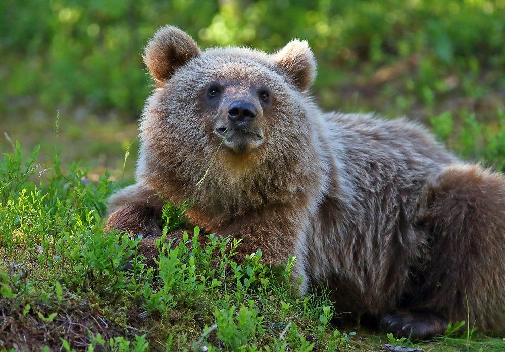 Былое и думы (My Past and Thoughts...)