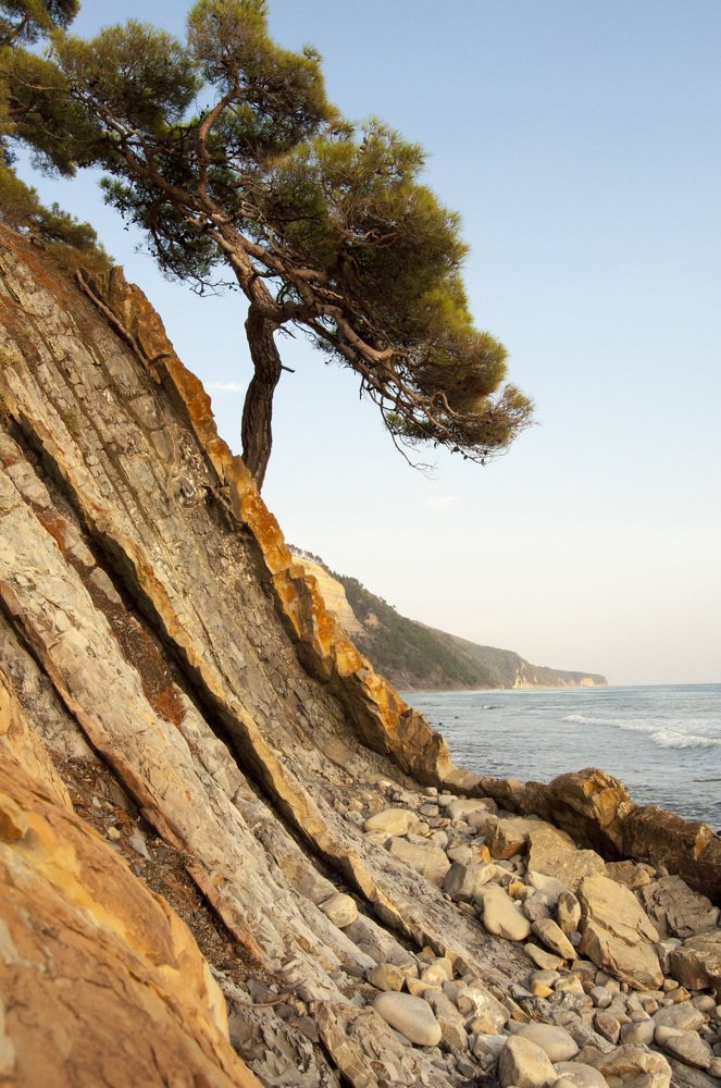 Музыка сосен