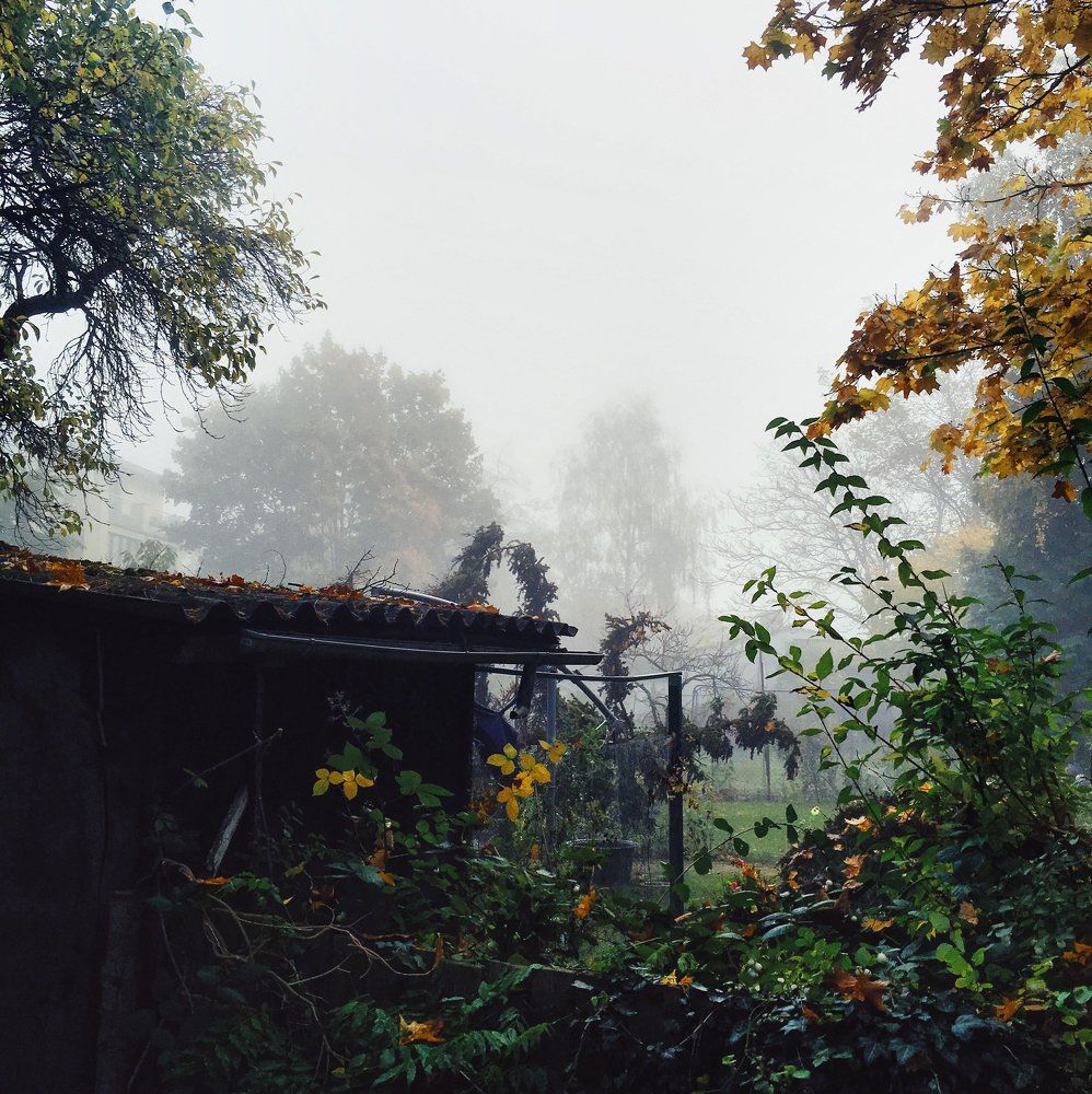 Туманное утро