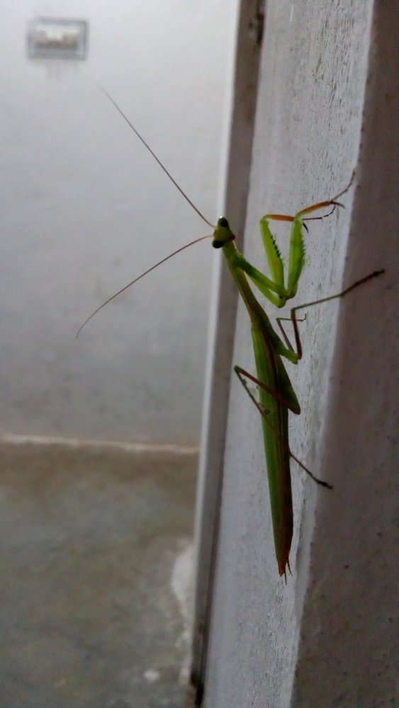 Praying mantisb (Alian on the planet)