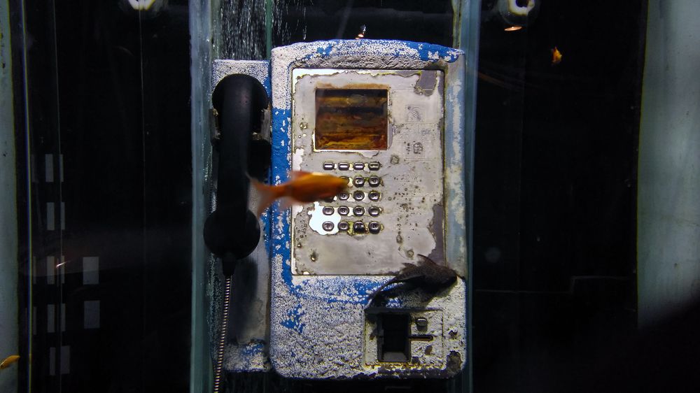 Fish In The Phone