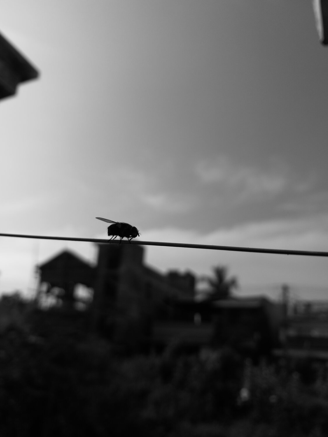 House fly