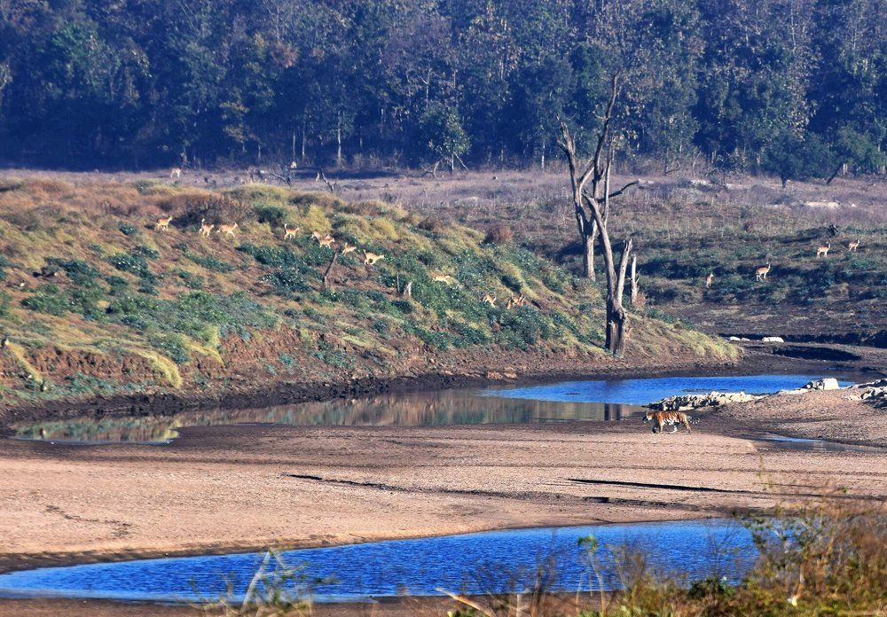 When a Tiger walks!!