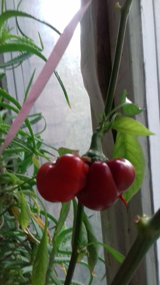 Тропическое сладкое чудо на московском подоконнике. Двойняшки