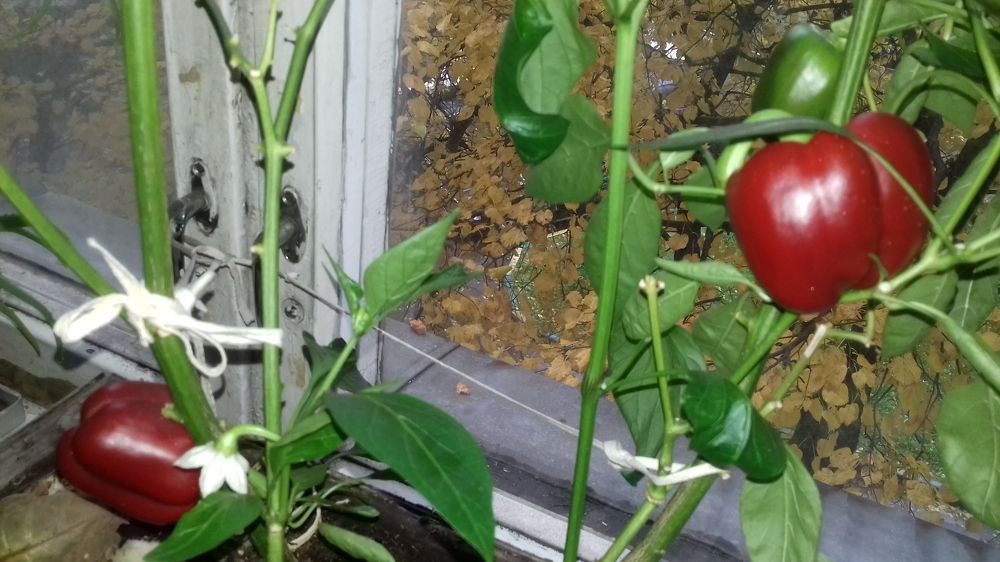 Тропическое сладкое чудо на московском подоконнике. Цветы и плоды