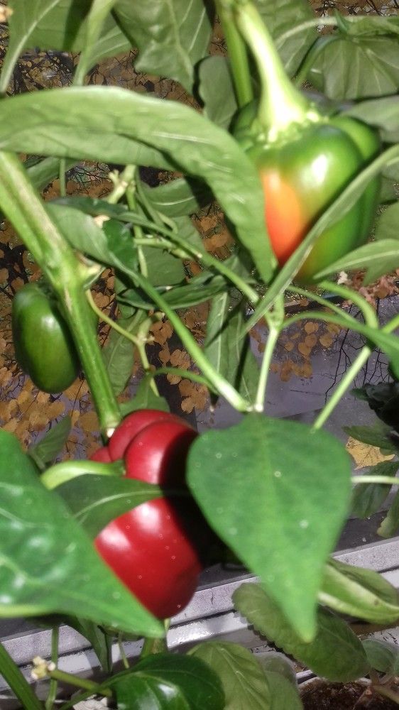 Тропическое сладкое чудо на московском подоконнике. Светофор