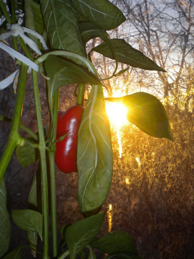 Тропическое сладкое чудо на московском подоконнике. Под жарким солнцем октября
