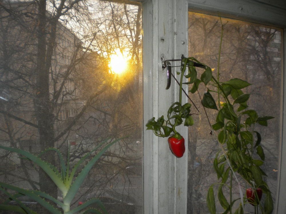 Тропическое сладкое чудо на московском подоконнике. Рассвет