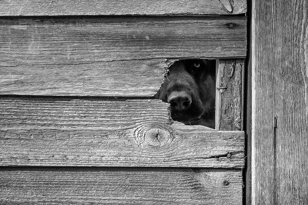 Собачья жизнь