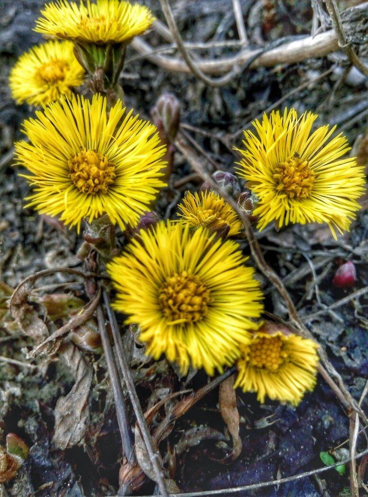 Цветочный мир